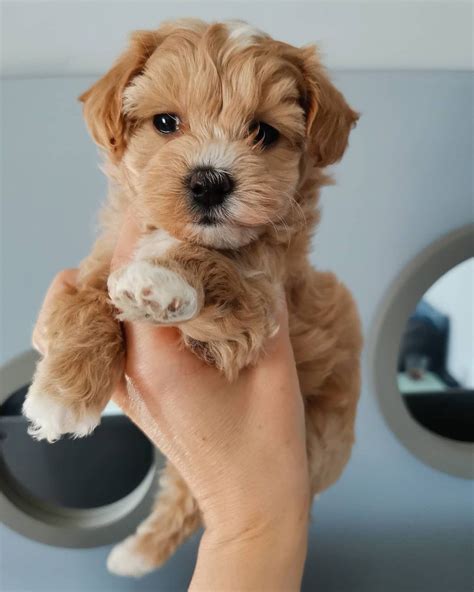 Maltipoo Puppies For Sale | Meatpacking District, New York, NY #343278