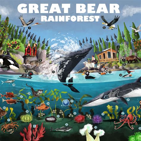 The Great Bear Rainforest Save Our Seas Foundation