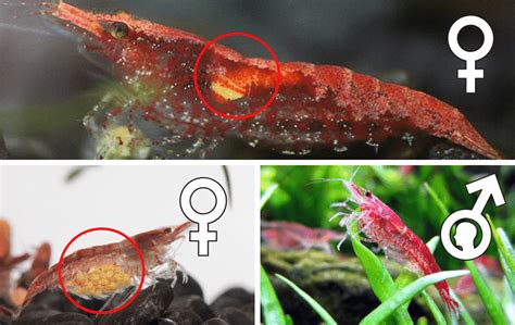Cherry Shrimp Neocaridina Gender Identification A Comprehensive