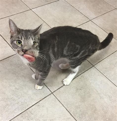 Cat With Giant Tumor Finally Gets Her Smile Back But Now Shes Looking