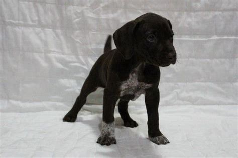 There are certain basic training commands all puppies should learn, even do not give in to whining, barking and crying while the puppy is in her crate. Litter of 9 German Shorthaired Pointer puppies for sale in GLENCOE, MN. ADN-52298 on PuppyFinder ...