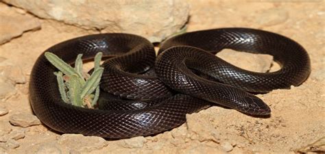 هل رأيت أنك تُدخن في المنام وأنت مُدخن في الواقع؟ تفسير حلم الثعابين في البيت , حلمت بتعابين في منزلي - بنات كيوت