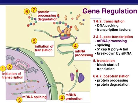 Ap Biology Portfolio