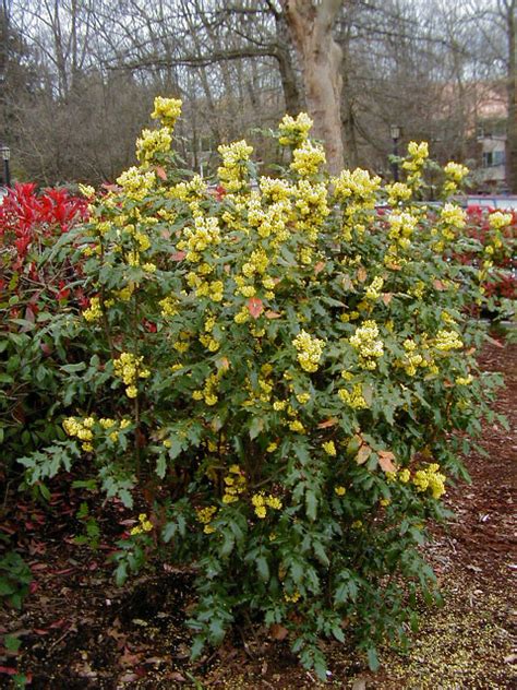 Mahonia Aquifolium Information And Advice Garden Care And More