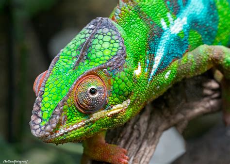 How long do chameleons live in captivity? Chameleon | Chameleons are unique lizards that live in a ...