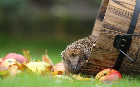 Animal Hedgehog Hd Wallpaper