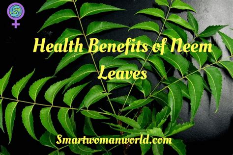 Health Benefits Of Neem Leaves 10 Amazing Benefits