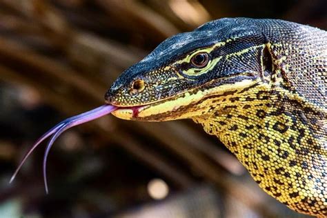 One Of Australia S Largest Predators A Yellow Spotted Monitor Lizard At Adelaide River In The