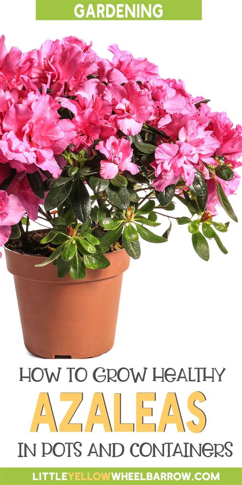 How To Grow Azaleas In Pots And Keep Them Blooming