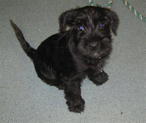 Early schnauzers were likely derived by crossing gray spitzes with black poodles. BLACK STANDARD SCHNAUZER PUPPIES | Waltham Abbey, Essex ...