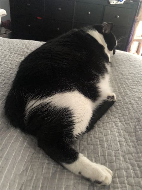 This Is Cici Shes A Heckin Chonker Rchonkers
