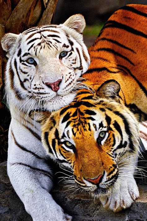 Bengal Tigers Best Friends Big Cats Cute Animals Tiger Pictures