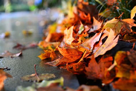 Maple Leaves Falling After Autumn Rain Picture And Hd Photos Free