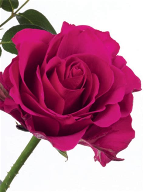 Check spelling or type a new query. Rose Magenta Milano - uBloom