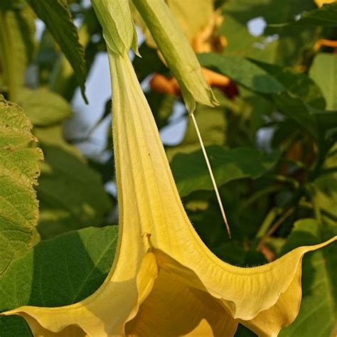 Brugmansia Suaveolens ‘yellow 12 15m Evergreens Turn It Tropical