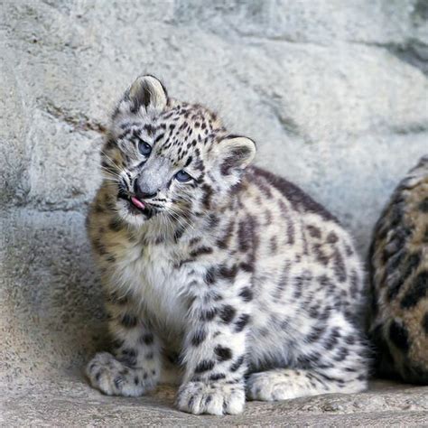 Photos Of Baby Big Cats Cute Overload Babamail