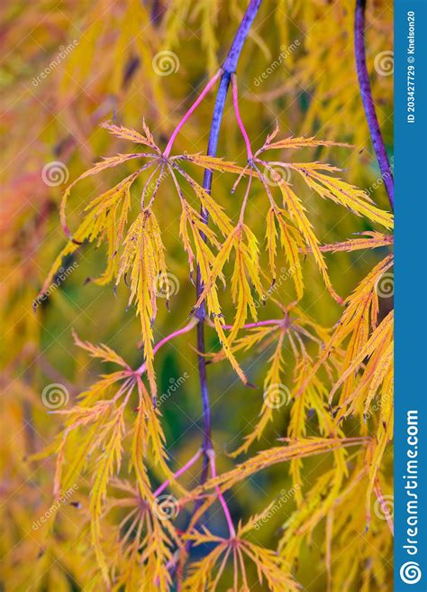 Fall Color In A Closeup Of Japanese Maple Tree Yellow Leaves Stock