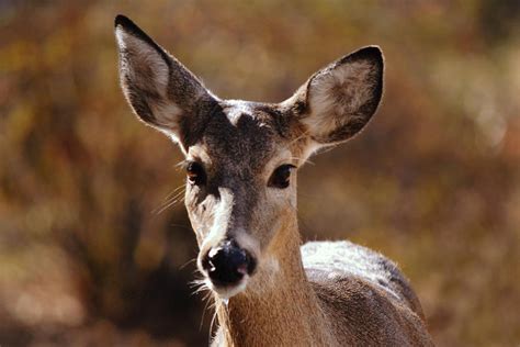 Close Up Of Young Doe White Tailed Deer Photograph By Gaby Ethington