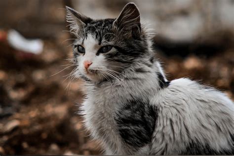 10 Fakta Om Katter Katter Kan Inte Smaka Surt Sak