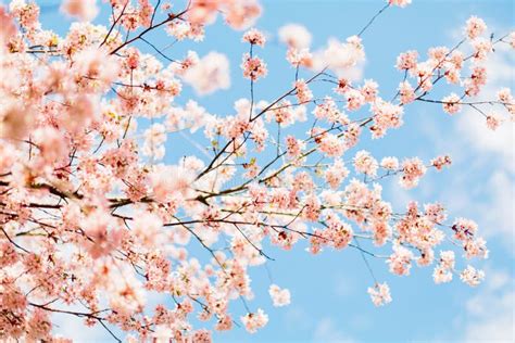 Beautiful Sakura Or Cherry Blossom With Soft Focus On Blue Sky
