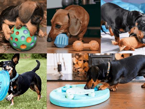 Top 20 Essential Accessories For New Dachshund