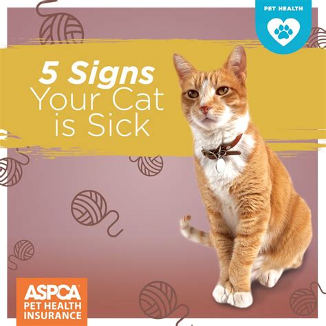 Signs To Know Your Cat Is Sick Guide At Cats