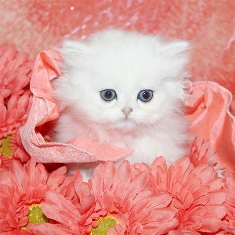 Selective focus shot of a cute cat looking at a giant white teacup. Teacup Persian Kittens for Sale - CatsCreation
