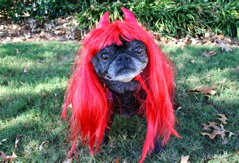 Funny Hilarious Dogs In Wigs Animals Amazing Latest