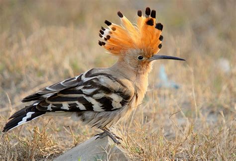 Eurasian Hoopoe In The Northern Territory Ebird Australia