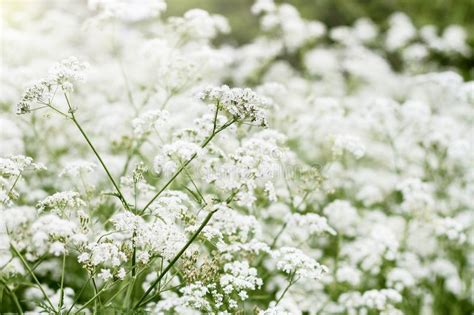 Many Cow Parsley Plants In Bloom Stock Image Image Of Blooms Natural
