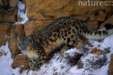 Nature Picture Library Snow Leopard Panthera Uncia Lynn M Stone