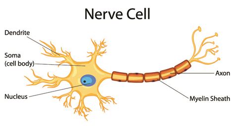 T7 Nerves