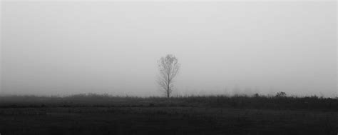 Download Wallpaper 2560x1024 Tree Lonely Fog Bw Field Ultrawide