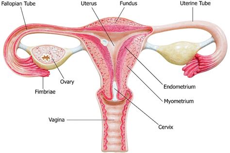 Curious about internal condoms (aka female condoms)? NEET (NTA)-National Eligibility cum Entrance Test (Medical) Biology Human Reproduction ...