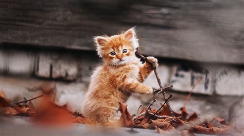 Autumn Kitten Wallpaper Best Season Ideas