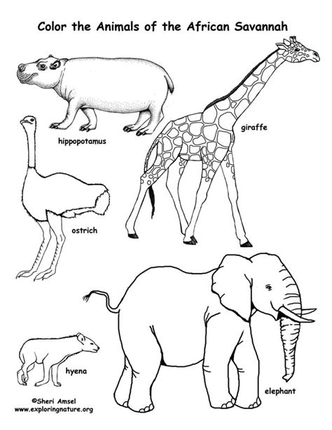 Savanna African Animals Coloring Page