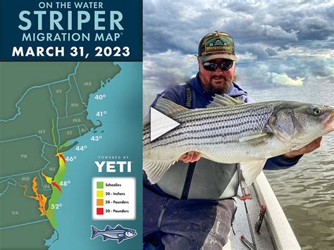 Striper Migration Report March 31 2023 On The Water