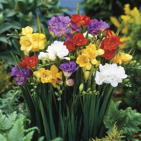 Freesia Singledouble Mixed J Parker Dutch Bulbs