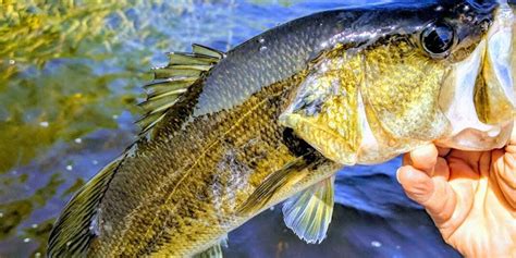 How To Catch Largemouth Bass