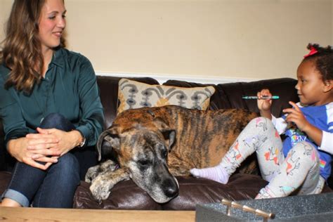 Animal assisted therapy home study training course for distance learning from the uks number one complementary therapy college. Animal Assisted Therapy Louisville KY, AAT | Creative ...