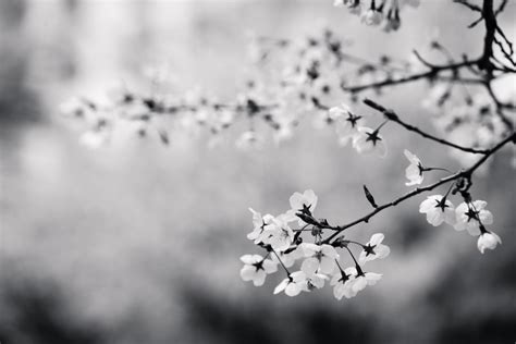 Free Images Tree Branch Winter Black And White Plant Sunlight