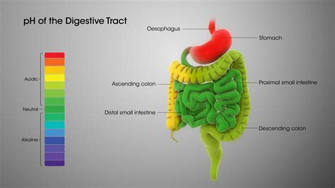 Digestive System Role Of Stomach And Small Intestine