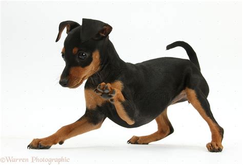 Dog: Playful Miniature Pinscher puppy photo WP40799