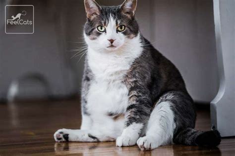 Gato Gordo 20 Consejos Para Evitar Que Sean Obesos Feelcats