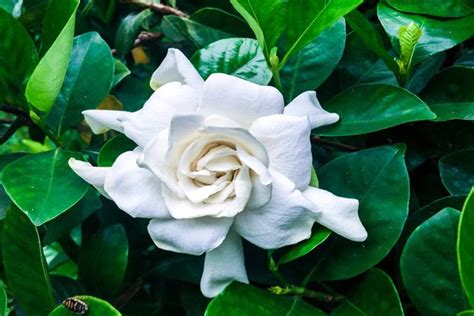 10 Best Fragrant Flowers For Your Garden Depth World