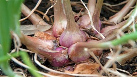 One and done is the way to go. How to grow shallots / RHS Gardening