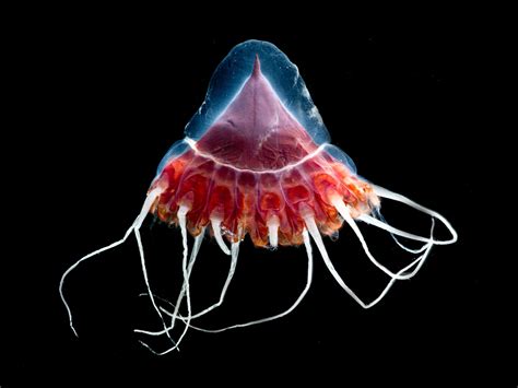 Glowing Bioluminescent Deep Sea Creatures