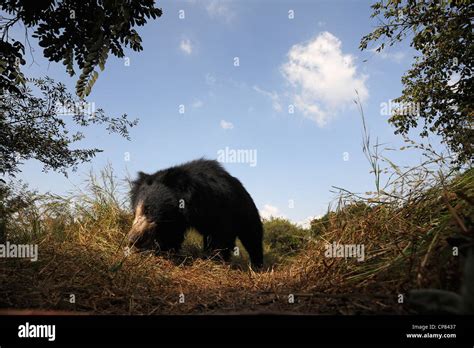Sloth Bear Melursus Ursinus Stock Photo Alamy