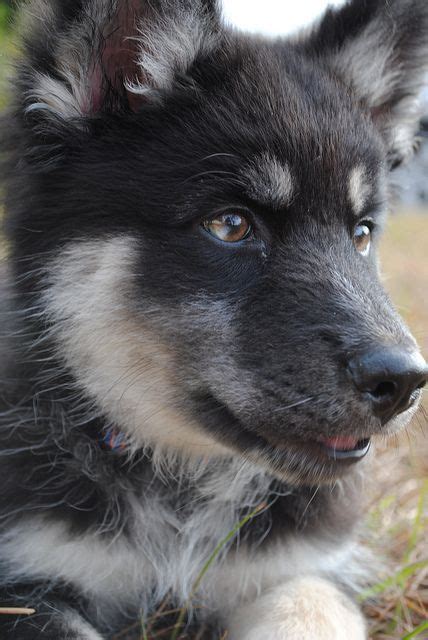 8 Stunningly Beautiful Wolf Hybrid Dogs Wow Dogs Pinterest Wolf