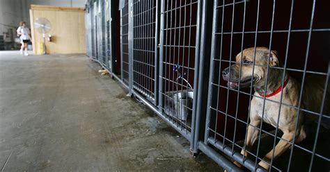 California Lifts Label On Dogs Rescued From Fighting Rings Cbs Los